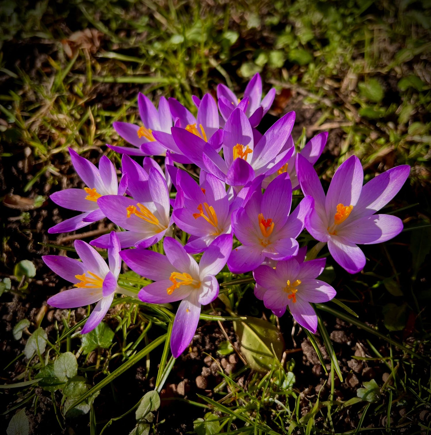 Frühling in Husum: Das Krokusblütenfest 2026 und ein Besuch bei GUNDT HOME
