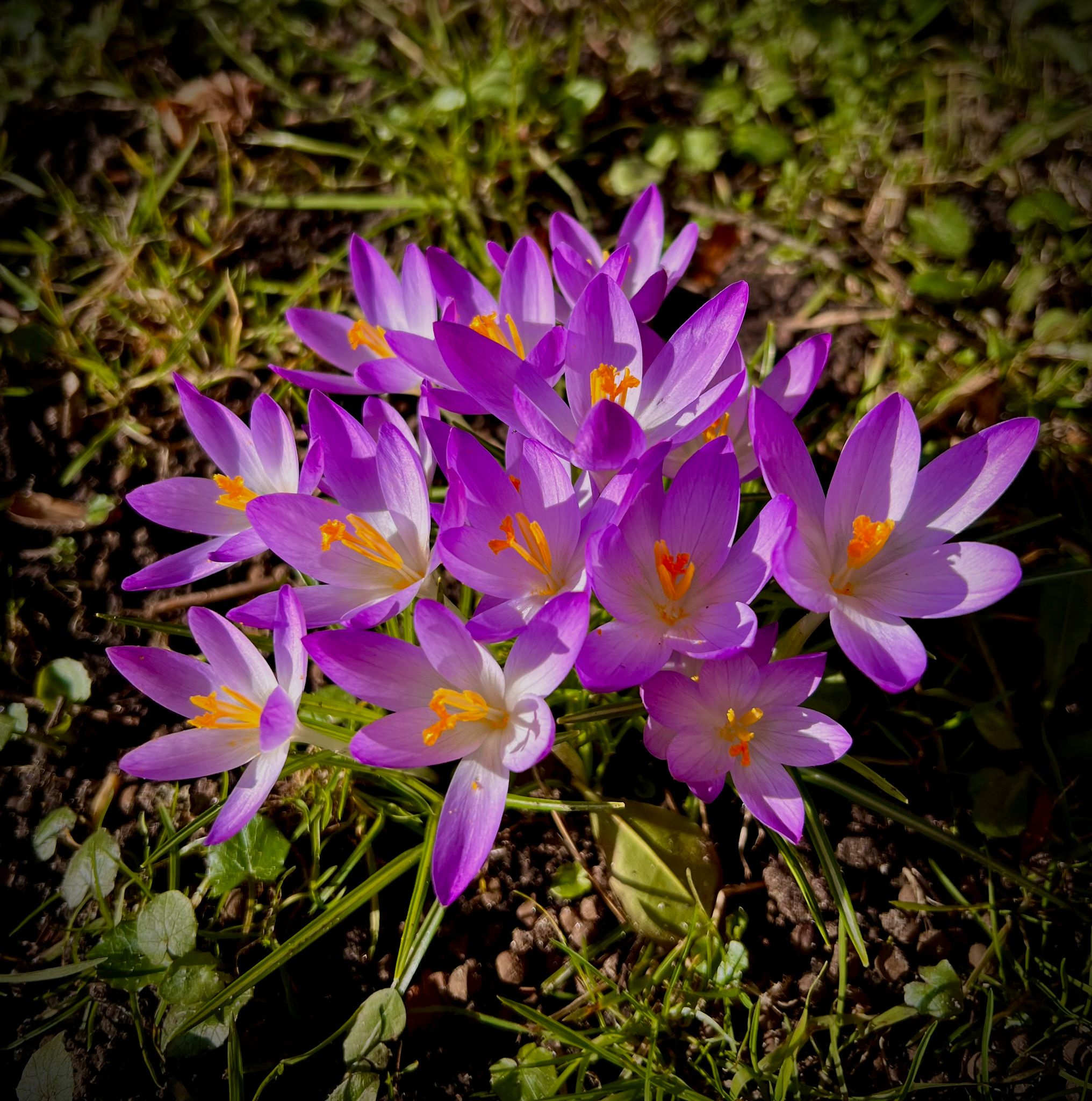 Frühling in Husum: Das Krokusblütenfest 2026 und ein Besuch bei GUNDT HOME
