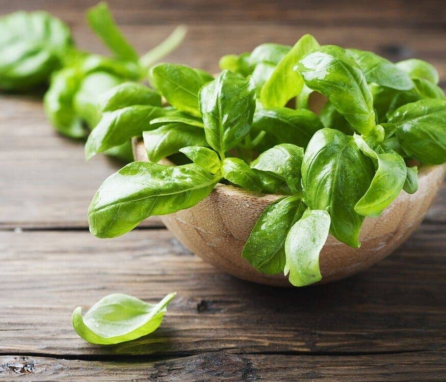 Bio-Basilikumpesto: 180g mit Knoblauch - GUNDT HOME