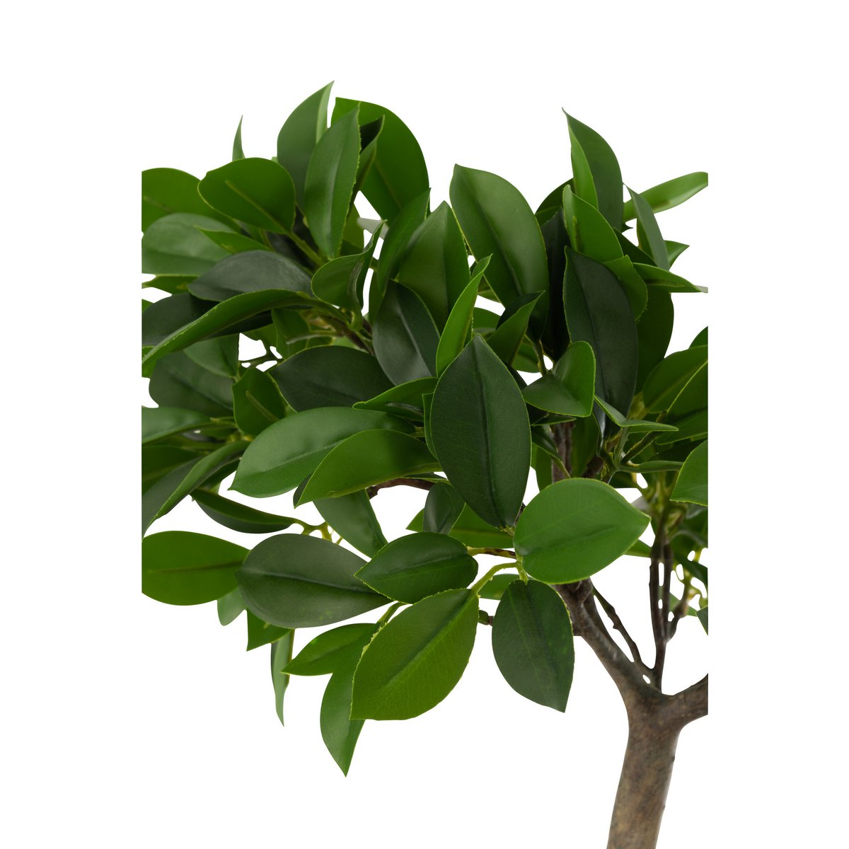J-Line Chinesischer Feigen Ficusbaum im Topf Kunststoff grün/schwarz klein