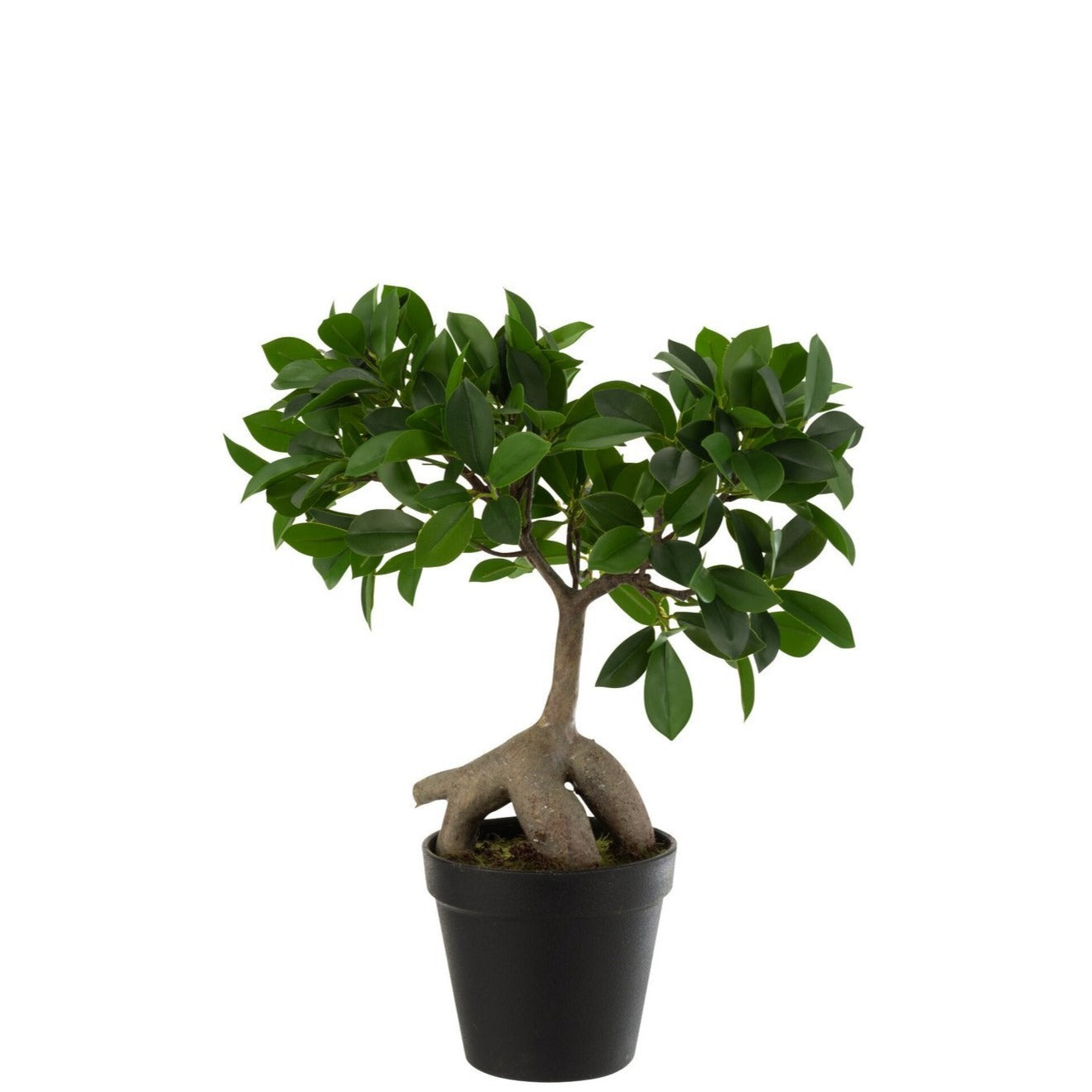 J-Line Chinesischer Feigen Ficusbaum im Topf Kunststoff grün/schwarz klein